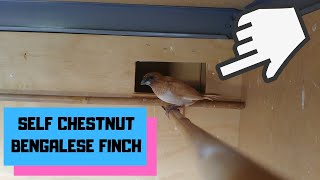 Self Chestnut Bengalese Finch [upl. by Ecirtaeb]