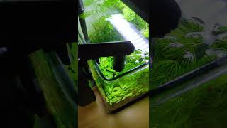 Shrimp Tank aquarium plantedtanksforever aquascape plantedtank [upl. by Rotciv994]