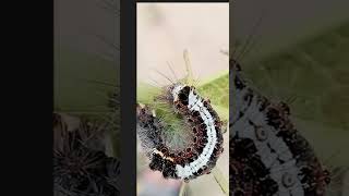 A larva consumed mulberry leaf  Morus alba [upl. by Rich]