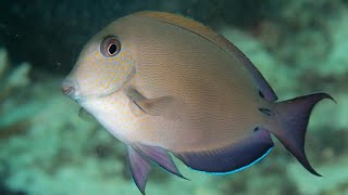 Facts The Brown Surgeonfish [upl. by Elvie964]