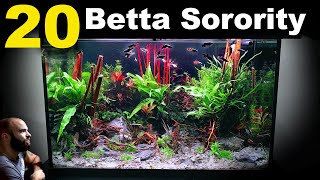 20 Betta Sorority Forest Tank All in One Aquarium System [upl. by Desirae323]