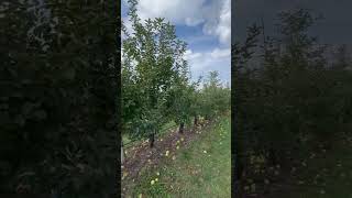 Fishkill Farms  NY  apple 🍎 picking [upl. by Shurwood]