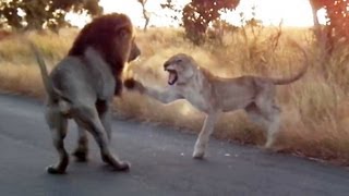 You Dont Mess With An Angry Lioness  Latest Sightings [upl. by Olly]