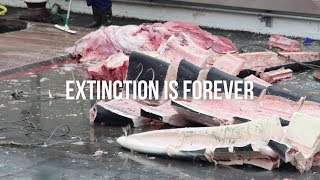 Icelandic Whalers Just Killed a Blue Whale [upl. by Negriv]