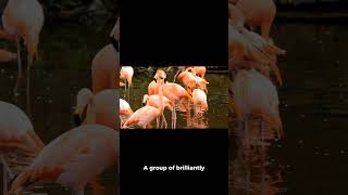 Facts about birds 🫨 shortvideo facts interestingfactsbirds amazingfacts [upl. by Macfarlane]