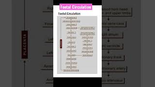 Study Notes Foetal Circulation education nursing studynotes shorts [upl. by Faunia232]