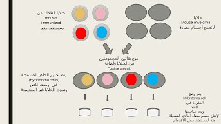 Monoclonal Antibodies الاجسام المضادة وحيدة النسيلة [upl. by Idur693]