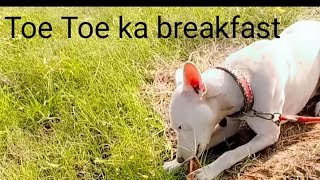 toetoe ka breakfast millionviews breakfast shortsvideo followformore minivlog view fyp [upl. by Northington203]