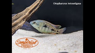 Otopharynx tetrastigma Sand Diving Escape [upl. by Graniela]