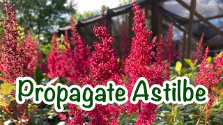 How to propagate Astilbe  A HIGHLY Underrated shade plant [upl. by Alameda644]