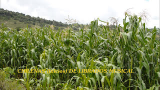 CHILENAS DE MIXTEPEC INICIOS DE LIBRADOS MUSICAL [upl. by Einohtna]