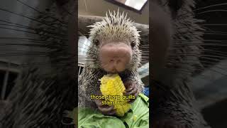 How Do Porcupine Quills Work Nature’s Spiky Defense Mechanism [upl. by Inoj575]