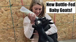 New BABY Goats BottleFed Nigerian Dwarf Goats See How Cute [upl. by Dennie]