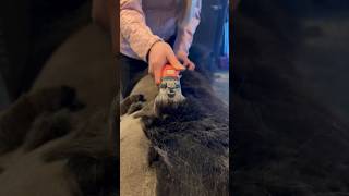 Horse clipping😍 So satisfying shortsvideo equestrian horses [upl. by Stauder421]