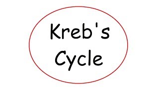 Krebs Cycle [upl. by Elyod476]