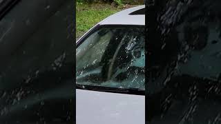 Wild black bear and cub trapped in car shred vehicle to pieces shorts [upl. by Niwred]