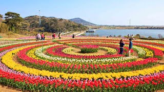 Asia’s largest Tulip Garden opens for visitors amp tourists in Kashmir Watch Video  Oneindia News [upl. by Aerehs]