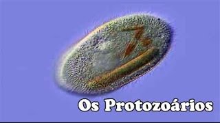 Os Protozoarios [upl. by Carree]