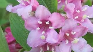 How to Prune Weigela [upl. by Erv210]