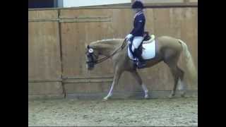 FS Champion de LuxeDomingo German Riding Pony mare  2009 [upl. by Raul240]