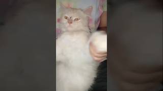 Oh baby💃💃youtubeshorts catfunny catdance [upl. by Aneehsyt656]