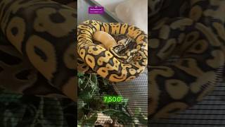 Top 5 best pet reptiles for beginners [upl. by Chari]