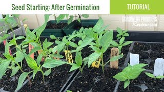 Seeds Have Germinated Now What How to Care for Seedlings  Seed Starting Part 2 [upl. by Lorn]