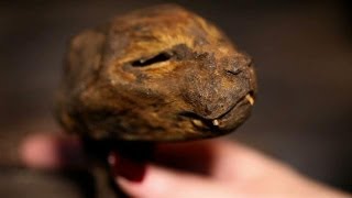 Lucy The Mummified Cat  Oddities San Francisco [upl. by Nanoc997]