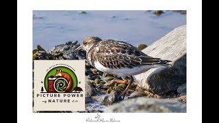 Bird watching Turnstone at Kilnsea East Yorkshire 05 10 2024 [upl. by Arel]