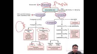 Arachidonic Acid Metabolites [upl. by Nohsyt593]