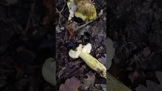 Tricholoma equestre fungo dei cavalieri mushroom [upl. by Audris]