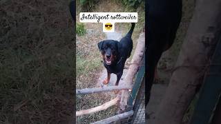 Best guard dog rottweiler training shorts short doglover [upl. by Amedeo]