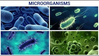 Microscopic world unicellular organisms [upl. by Steven824]