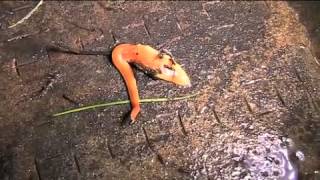 The Australian flatworm Australoplana sanguinea [upl. by Stargell117]