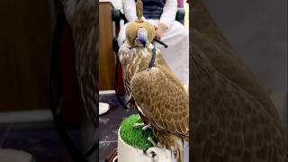 Saker FalconNational Bird of Saudi Arabia 🇸🇦 Pretty Fast saudiarabia Life in Riyadh Indian Expat [upl. by Inavoy677]