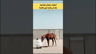 اعتذار حصان لصاحبه 🐴 بعد أن رفسه دون قصد shorts [upl. by Lekcim]