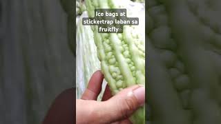 No insecticide pero makakapitas ng ampalaya [upl. by Ymerej482]