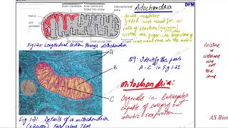 lysosome mitochondria csm [upl. by Sung]