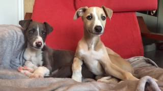 Whippet Puppies [upl. by Justis]