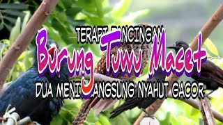 TERAPIPANCINGAN BURUNG TUWU MACET BUNYI  DUA MENIT LANGSUNG NYAUT GACOR [upl. by Voletta707]