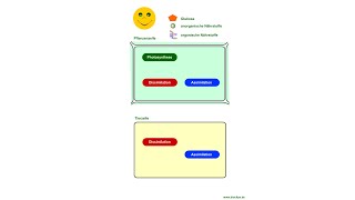 Stoffwechsel  Übersicht 2 [upl. by Siraj]