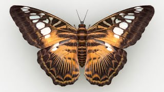 Parthenos Sylvia Butterfly [upl. by Storm]