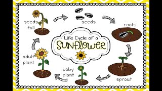 Life Cycle of Sunflower Interactive Notebook  Science for Kids  PrimaryWorld [upl. by Acnaib839]