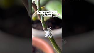 Mealybugs on plants 😢 [upl. by Rosenfeld977]