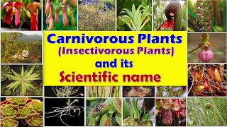 Carnivorous plants Insectivorous Plants  Insect eating plants  List of Carnivorous plants [upl. by Tnilf]