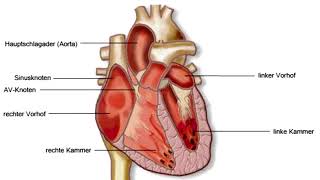 Herzrhythmusstörung Arrhythmien [upl. by Faires]