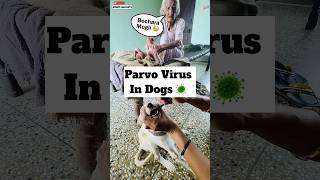 Parvo Virus 🦠 Treatment  474 [upl. by Giustino]