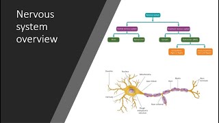 Nervous system overview [upl. by Artinad]