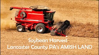 SOYBEAN Harvest in Lancaster Countys AMISH LAND with CASE IH 2588 Combine [upl. by Akeber]