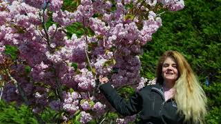 Marcias Tree of The Month PRUNUS Kanzan [upl. by Kamat]